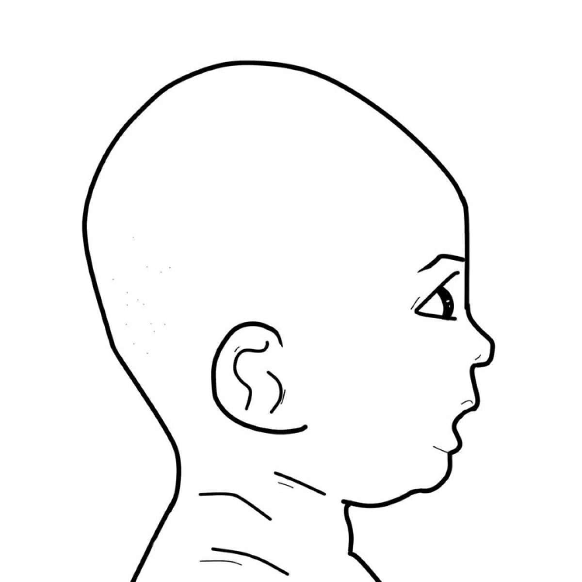 La forme de la tête chez les Turicephalia